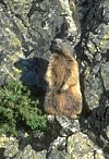Alpine Marmot on alert