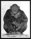 Chimpanzee sitting