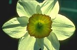 Small-cupped Narcissus flower backlit