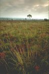 Grassy heath and Scots Pine tree, New Forest, England