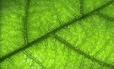 Oak leaf backlit showing venation