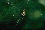 Orb-web Spider in web