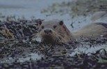Otter amongst seaweed