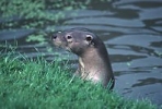 Otter at riverbank