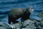 Eurpean Otter on rocky shore