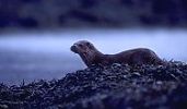 European Otter on seaweed bank