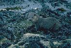 European Otter on seaweed