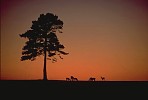 Fallow Deer and Scots Pine tree at dusk, England