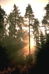 Pine trees with sun-rays