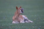 'Laughing' pony foal