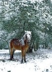 Pony with snow-covered head
