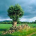 Pollarded Black poplar tree with stacked firewood, Somerset, England