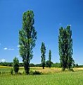 Lombardy Poplars in farmland in summer, France