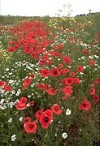 Poppies and wild meadow flowers