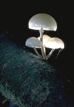 Porcelain Fungus/Slimy Beech Cap/Poached Egg Fungus, backlit