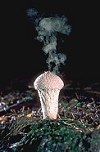 Common Puffball Fungus with ejected spore cloud