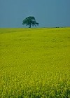 Field with Oil-seed Rape crop in flower, England