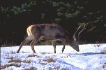 Ree Deer stag foraging in snow