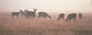 Red Deer hinds in misty meadow