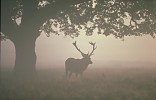 Red Deer stag in mist under Oak tree