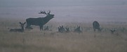Red Deer stag roaring, with hinds