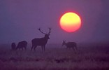 Red Deer stag and does with rising sun, England