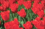 Red Tulip flower amongst mass of red tulip flowers