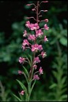 Rosebay Willowherb flower-spike