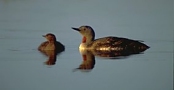 Red-throated Diver with chick