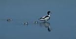 Shelduck with young chicks in shallow water