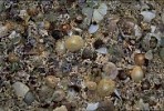 Beach of shells and corals, Scotland