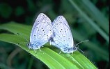 Little Blue Butterfly pair