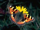 Small Tortoiseshell Butterfly, England