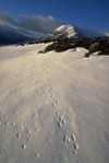 Mountain Hare footprints in snow on mountainside, Scotland