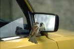 House Sparrow studying reflection in car wind-mirror