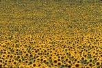 Crop of sunflowers en masse, France