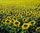Sunflower crop, France