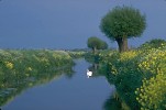 Mute Swan on river with pollarded willow trees, Somerset Levels, England