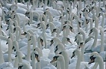 Mute Swans en masse
