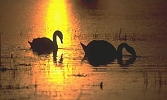 Mute Swan pair on floodmeadow with sunset reflection