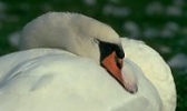 Mute Swan dozing