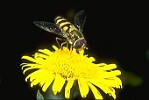 Hover-fly on Fleabane flower