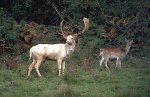 Fallow Deer whitebuck with doe 
