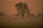 Sheep and Crack Willow in dawn mist, England