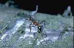 Wood Ant in threat posture