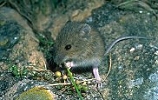 Baby Wood Mouse